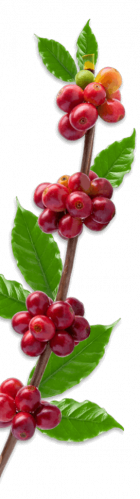 berries-1